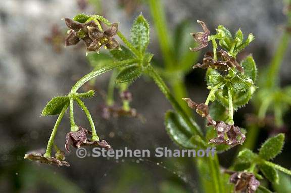 galium bolanderi 5 graphic